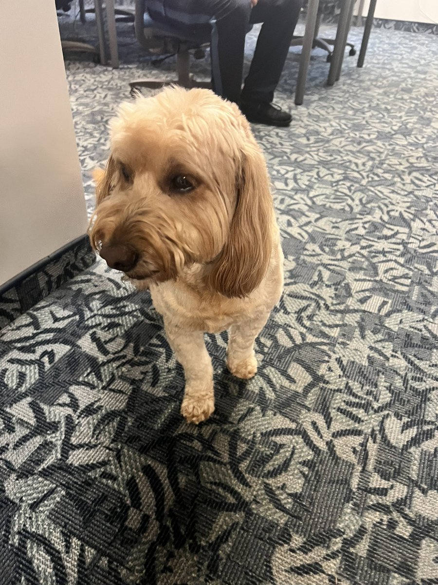 Found in the area of West Allendale Avenue.  Please SHARE this post and call 201-825-1900 if you know or are the owner.