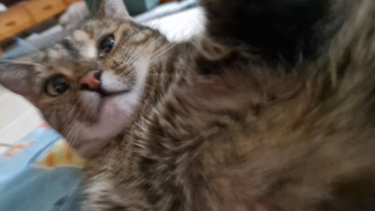 mostlyxinfinite's tweet photo. long overdue update

she's nearly 3 now and hates when I try and take photos of her during a nap, but still sleeps with me every night only to ignore me during the day unless it's dinner time, then suddenly I exist xd

I love her with my entire being https://t.co/1r1xLJqHYu