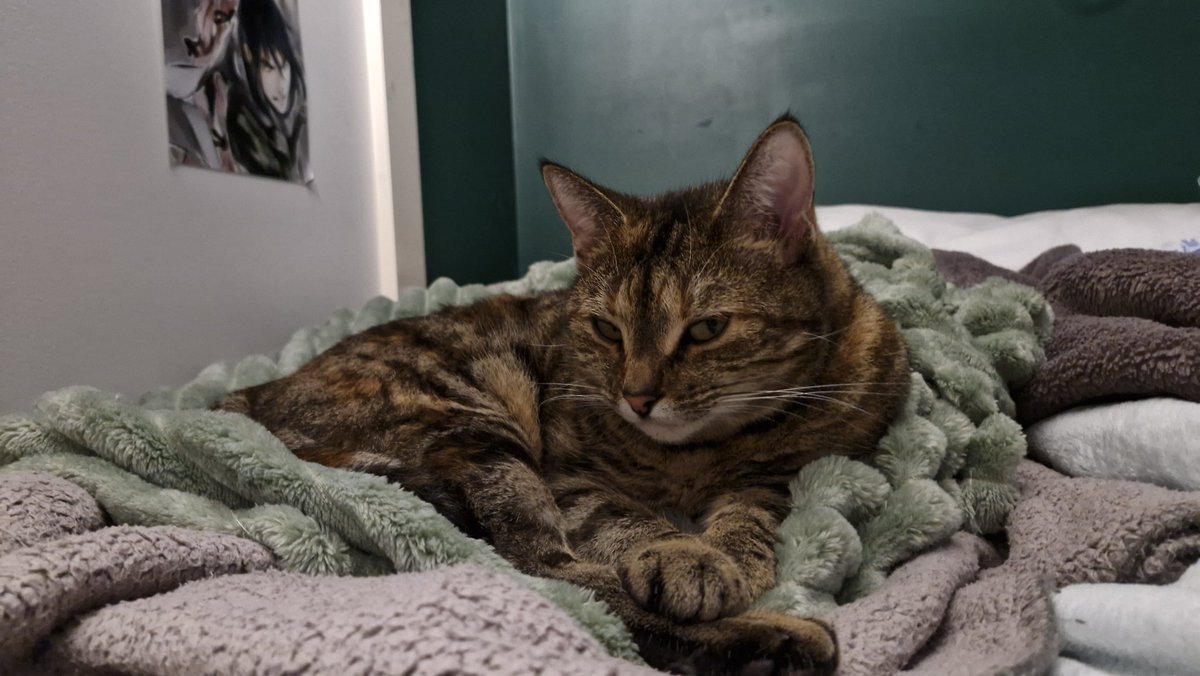 mostlyxinfinite's tweet photo. long overdue update

she's nearly 3 now and hates when I try and take photos of her during a nap, but still sleeps with me every night only to ignore me during the day unless it's dinner time, then suddenly I exist xd

I love her with my entire being https://t.co/1r1xLJqHYu