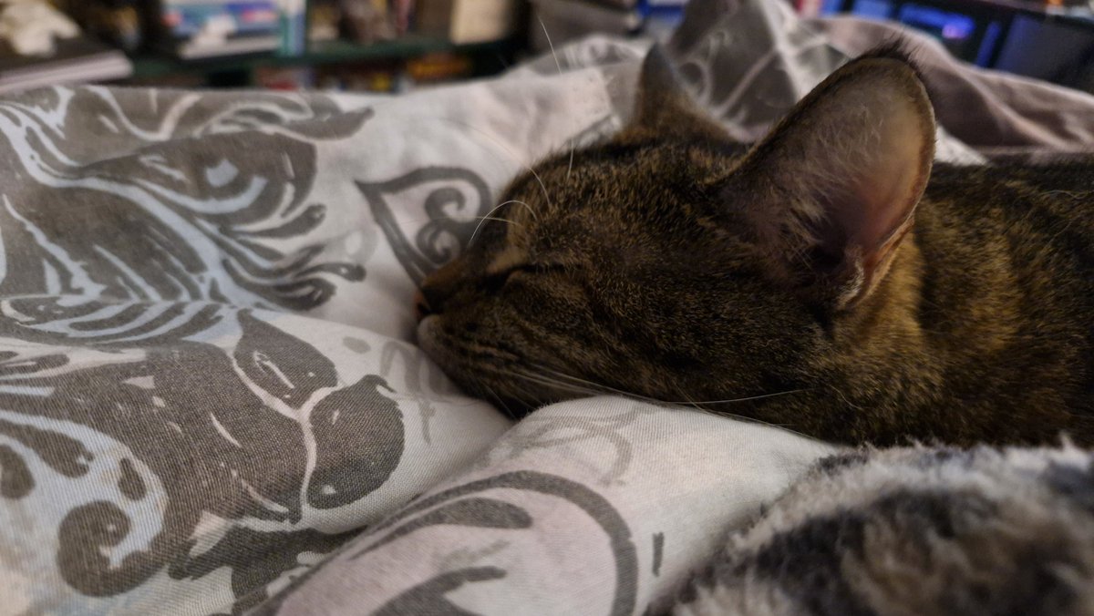 mostlyxinfinite's tweet photo. long overdue update

she's nearly 3 now and hates when I try and take photos of her during a nap, but still sleeps with me every night only to ignore me during the day unless it's dinner time, then suddenly I exist xd

I love her with my entire being https://t.co/1r1xLJqHYu