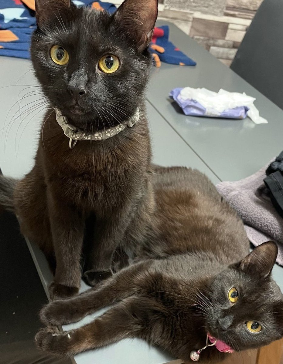 #rehomehour Friendly sisters Penny &amp; Purple do everything together, even raising kittens! They’re now looking for a loving 🏠 together in a safe location &amp; would make great pets For + info tinyurl.com/4kcbvaup &amp; tinyurl.com/2t74jx8n #AdoptDontShop #CatsOfTwitter #CatsOfX
