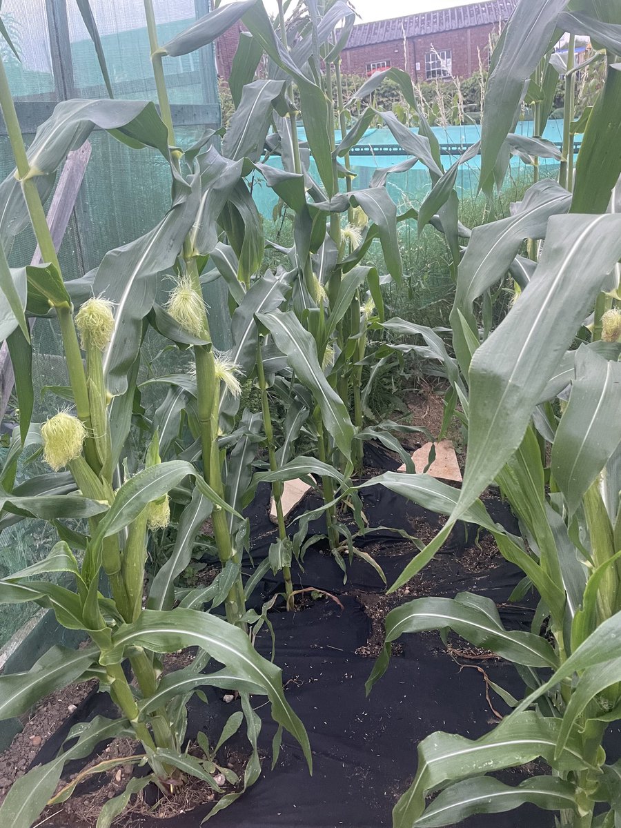 The allotment coming along courgettes and Corn