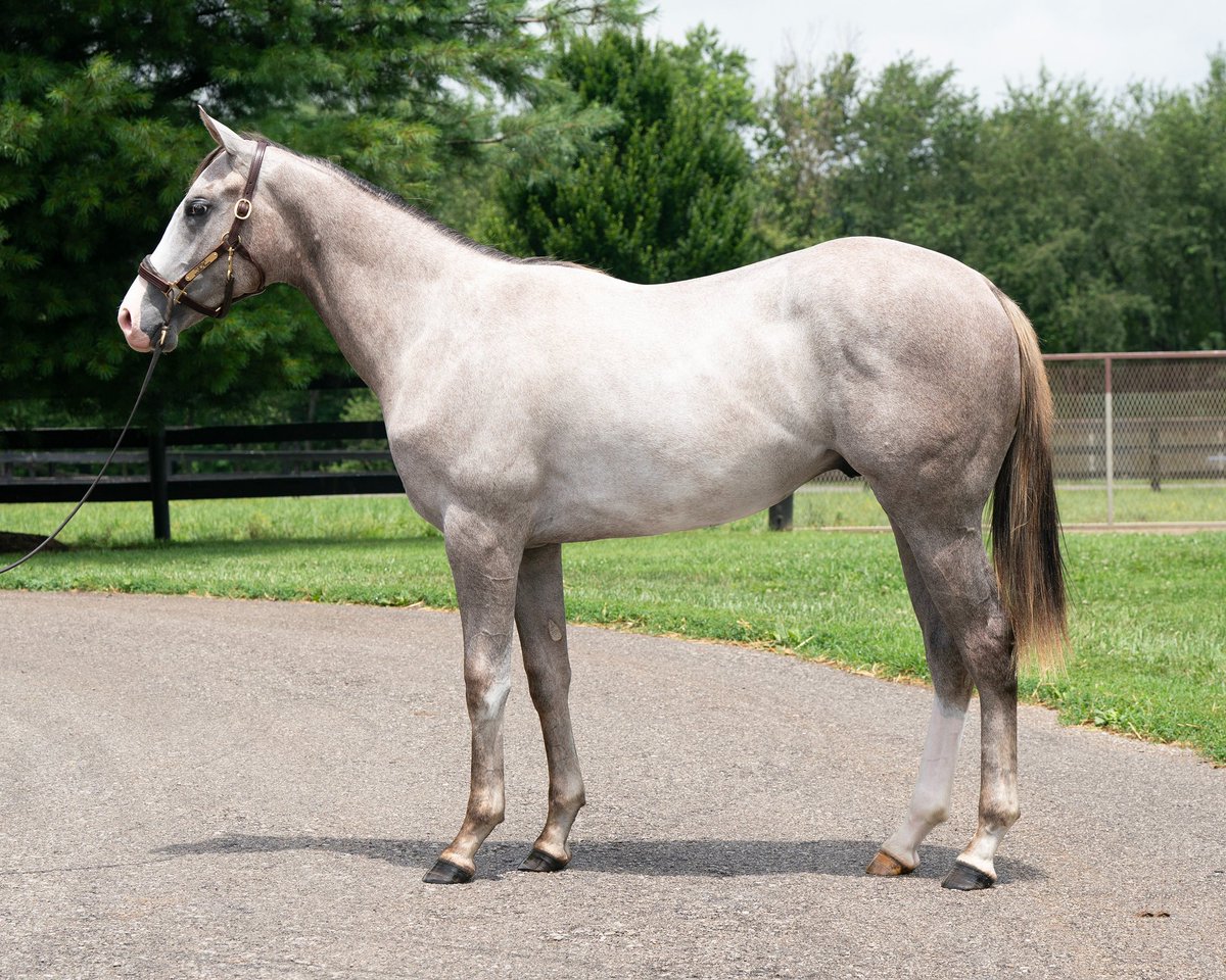 WinStarFarm's tweet image. HIP 80 by first-crop sire NASHVILLE is Nashville hot as he sells for $200,000 at the @FasigTiptonCo July Sale!

Congratulations to buyer, Ben Gowans, Agent!
#NashvilleHOT #SpeedisKey