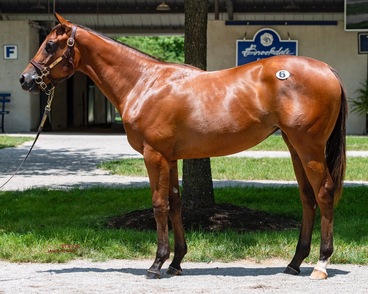 WinStarFarm's tweet image. HIP 6 by NASHVILLE is the first yearling by her sire to sell at the @FasigTiptonCo July Sale, selling for $140,000!

Congratulations to buyers Back Ring Bloodstock!
#NashvilleHOT #SpeedisKey