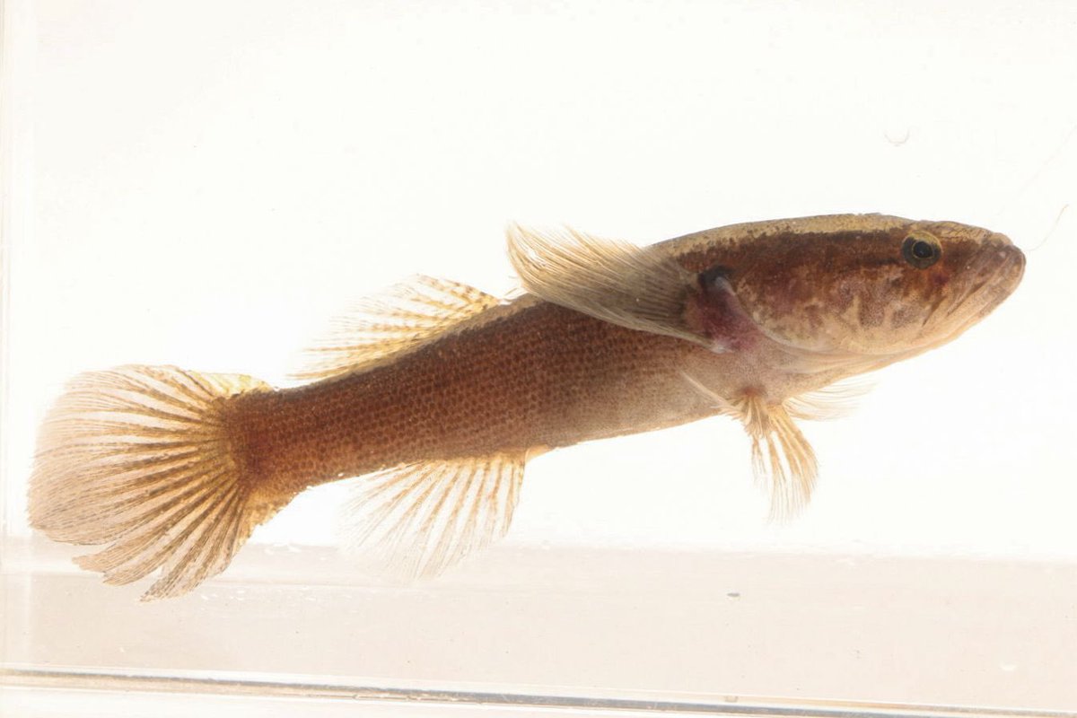 Peces cavernícolas de Colombia. Van 34 especies (7 sp. troglobias, 12 sp. troglofilas, que viven dentro-fuera cuevas y 15 sp. ocasionales). Somos el segundo país más diverso en Suramérica. Pronto 📕. Gracias <a href="/U_ElBosque/">Universidad El Bosque</a> <a href="/inst_humboldt/">Instituto Humboldt</a> FVillegas <a href="/oscbio_t/">Oscar Barbosa</a>