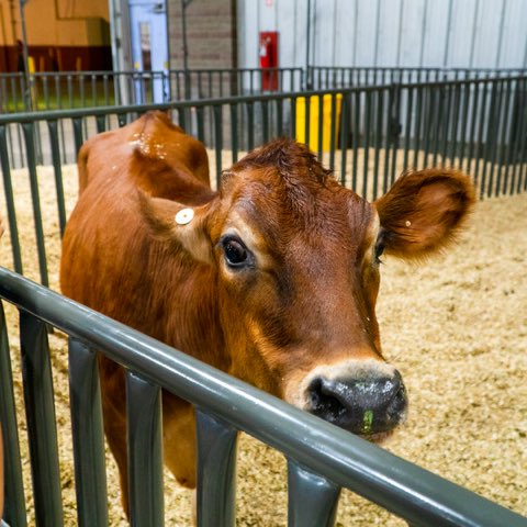 Arizona State Fair tweet media