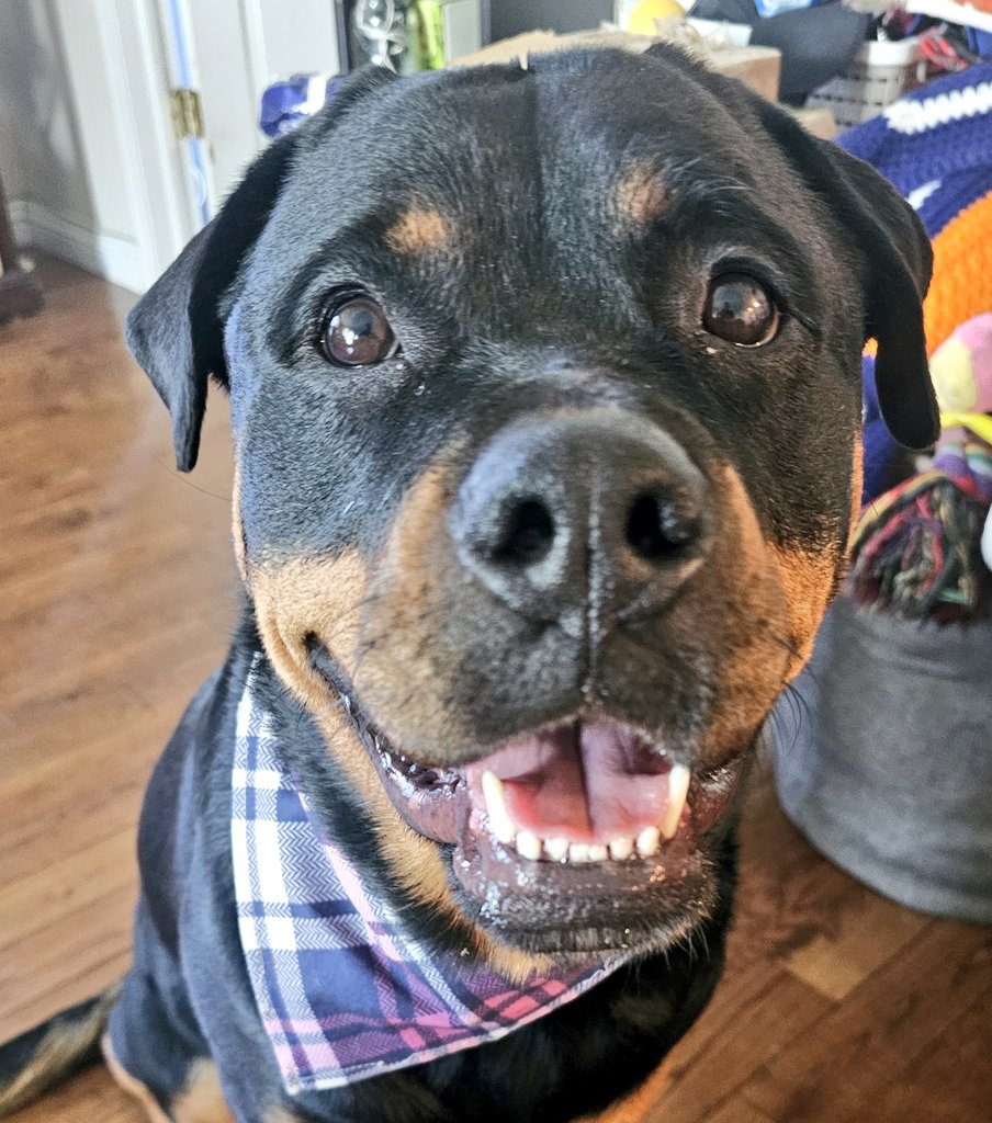 Team Servicerottie🇨🇦🐕🦺🦽 tweet media
