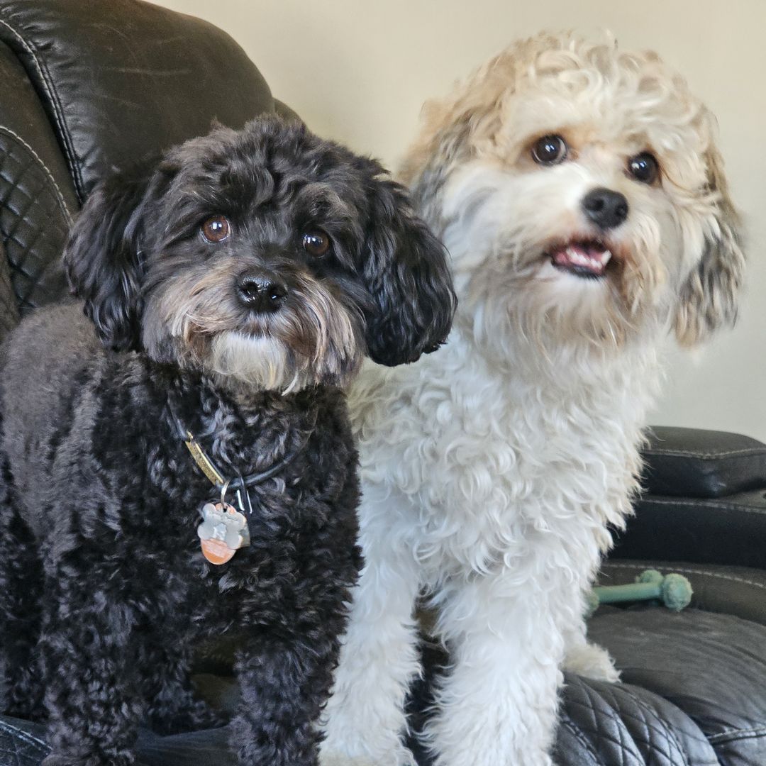 ABCsofDogT's tweet image. Aggression, fear, or overexcitement doesn&apos;t have to define your pup. We specialize in dog behavior modification that gets to the heart of the behavior. Message us to learn how to get started!
#DogBehaviorModification
dogstrainingqueens.com/about