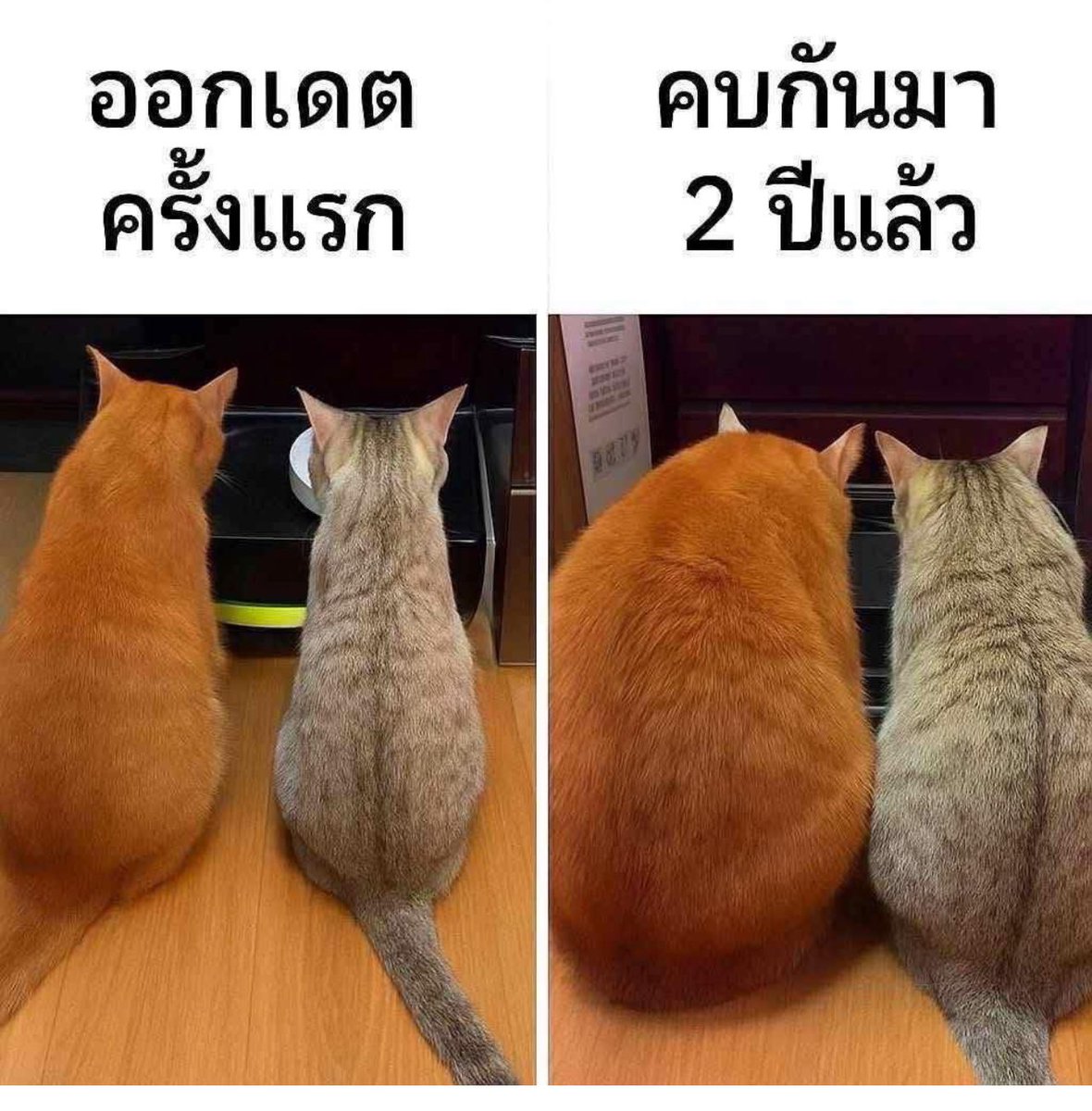 psmark1821's tweet photo. เอ็นดู55555555555555 https://t.co/74IcJqqCr9