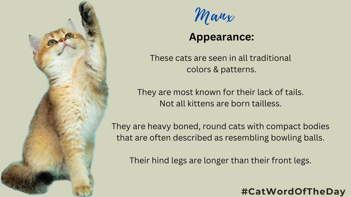 The #CatWordOfTheDay is Manx (Day 2/10)
#CatTrivia
#CatsOfTwitter
#CatsOfX