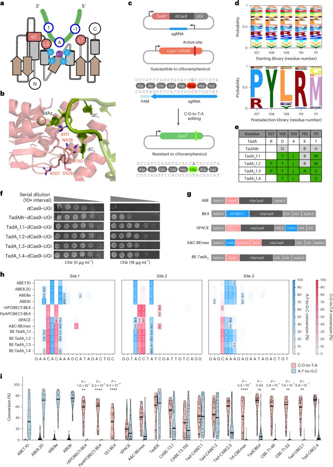 High-precision cytosine base editors by evolving nucleic-acid-recognition hotspots in deaminase  bit.ly/46yTSaT