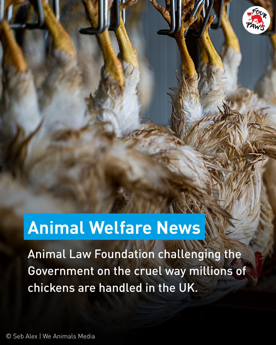 FOUR PAWS UK (@fourpawsuk) on Twitter photo In the UK, millions of chickens are suffering from pain & distress due to their handling.
Today, <a href="/AnimallawFDN/">The Animal Law Foundation</a> have been granted permission to proceed with their judicial review challenging the Govt on its unlawful Codes of Practice on chicken handling 👏 #HandleWithCare In the UK, millions of chickens are suffering from pain & distress due to their handling.
Today, <a href="/AnimallawFDN/">The Animal Law Foundation</a> have been granted permission to proceed with their judicial review challenging the Govt on its unlawful Codes of Practice on chicken handling 👏 #HandleWithCare