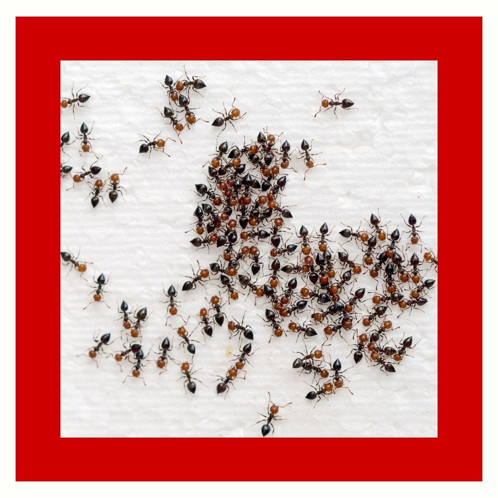 DGreenvill22524's tweet image. Ants might be tiny, but they can cause big problems. Our ant control products stop them in their tracks! Check out our proven solutions and kick those ants out for good! #AntControlProducts
roachcontrolproductsgreer.com