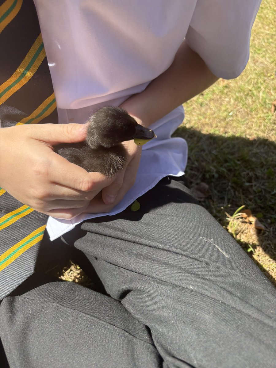 Our ducklings are growing up quack-ly! 🐣🐥 Today, students took them out for a waddle on the field to explore the great outdoors. Science is egg-stra adorable sometimes! 🦆