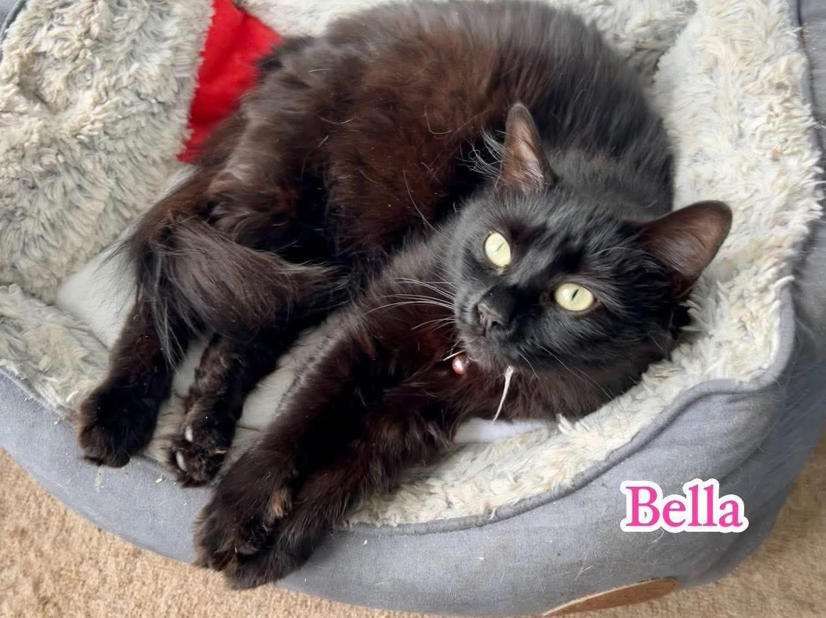 If fluffy toe beans are your thing check out this lady.
Bella is a long haired lady of leisure She is 2 years old &amp; would prefer a home with older children only... no sticky fingers in her fur thank you. She is happy to live with other cats and cat sensible dogs💜 #AdoptDontShop