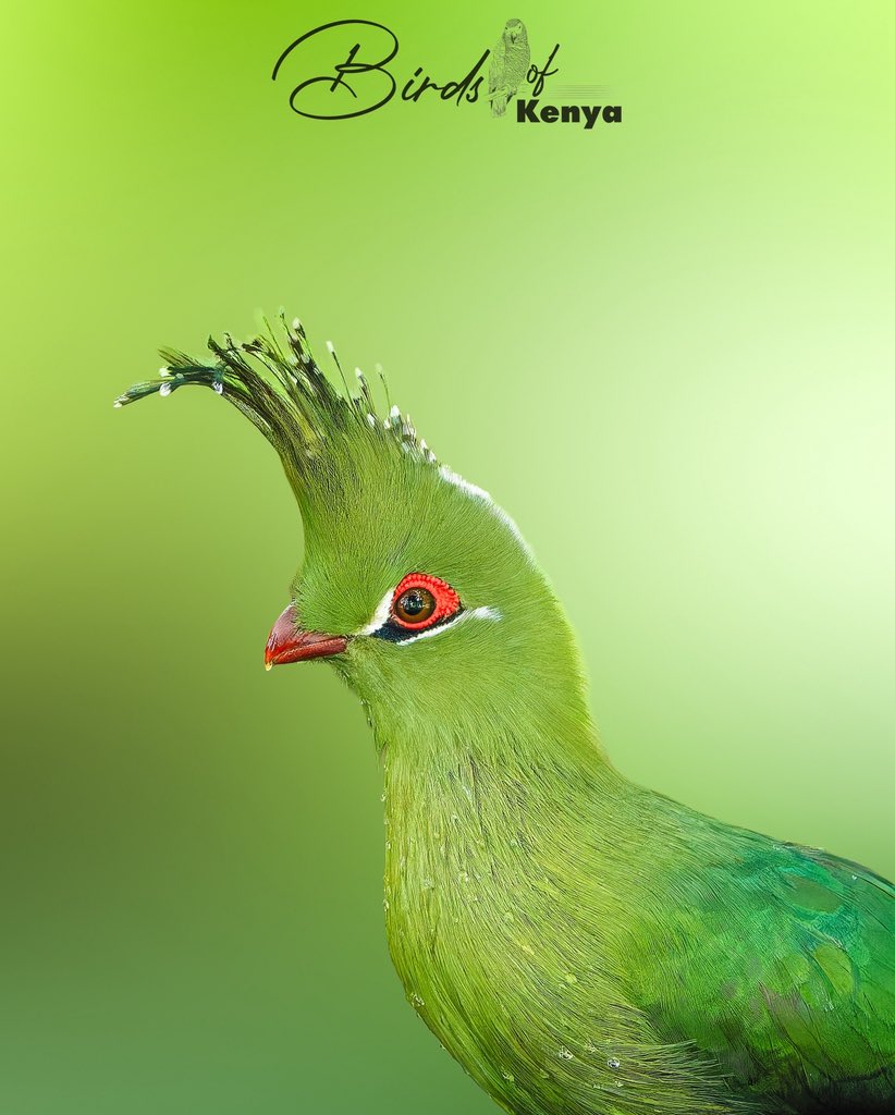 Waimaimba's tweet image. Schalow鈥檚 Turaco 馃摳馃嚢馃嚜 #BirdsSeeninkenya #BirdsSeenIn2025
