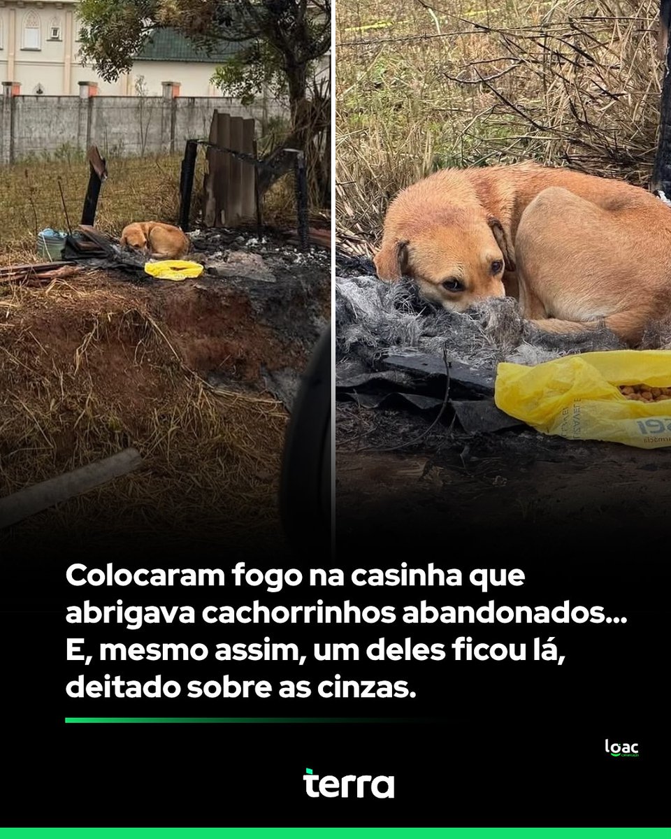 Nós não merecemos os animais! Notícia de cortar o coração 😢