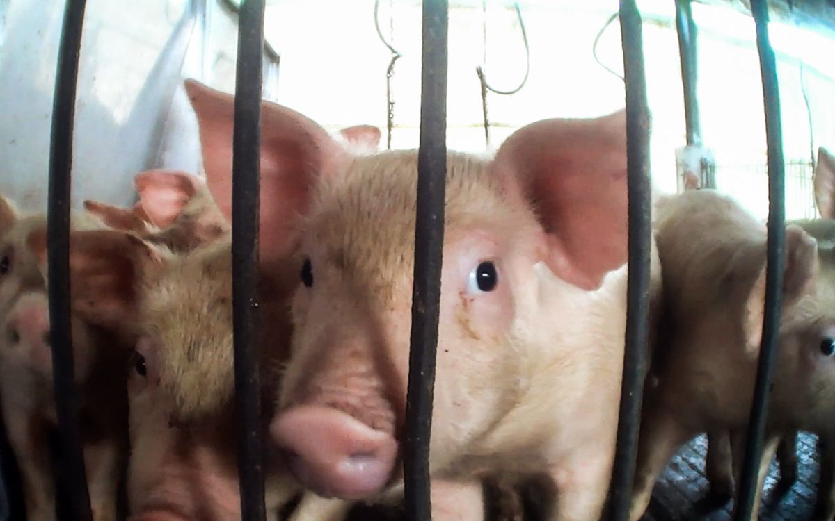 AristeguiOnline's tweet photo. ¿Qué hay detrás de la carne que consumes 🥩?

Una investigación encubierta destapó el maltrato animal y múltiples violaciones a estándares de sanidad que sufren los cerdos al interior de mega granjas que proveen a los principales productores de carne. https://t.co/7AXgOS1XFs https://t.co/2V5hIS1FzP