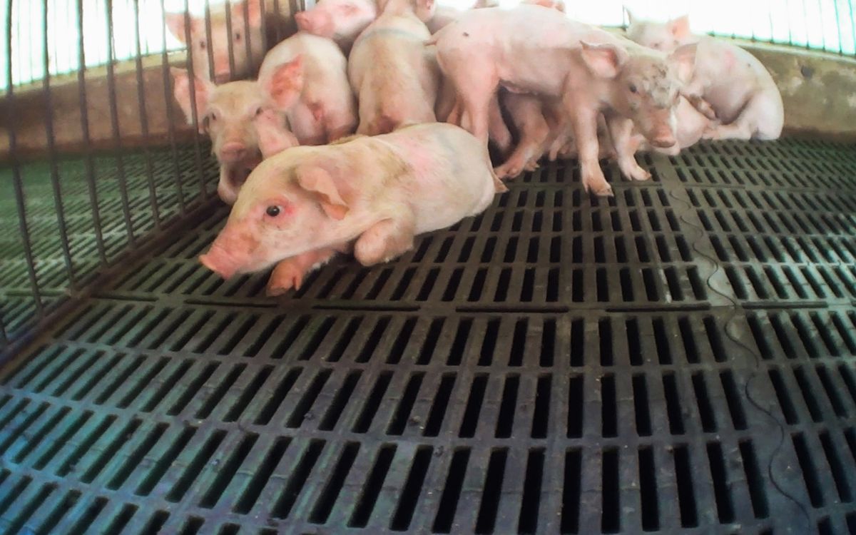 AristeguiOnline's tweet photo. ¿Qué hay detrás de la carne que consumes 🥩?

Una investigación encubierta destapó el maltrato animal y múltiples violaciones a estándares de sanidad que sufren los cerdos al interior de mega granjas que proveen a los principales productores de carne. https://t.co/7AXgOS1XFs https://t.co/2V5hIS1FzP