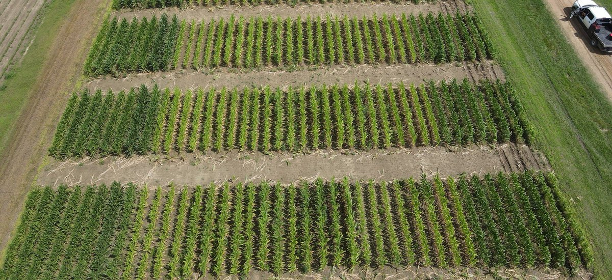 vaughn_reed2's tweet image. Evidence of how wet our spring has been in Starkville. Our tissue sampling study (funded by @MississippiCorn) is my favorite study to get pictures of. Visually, you can only see differences between 300 and everything else. Most N was lost since application due to rain.