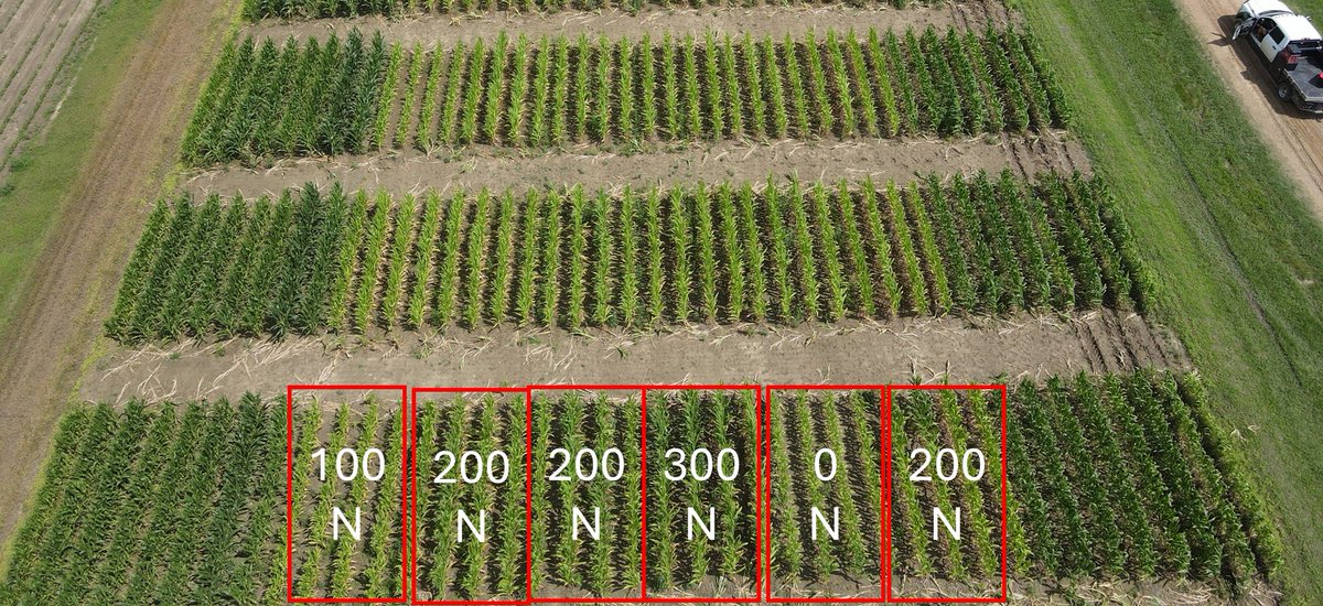 vaughn_reed2's tweet image. Evidence of how wet our spring has been in Starkville. Our tissue sampling study (funded by @MississippiCorn) is my favorite study to get pictures of. Visually, you can only see differences between 300 and everything else. Most N was lost since application due to rain.