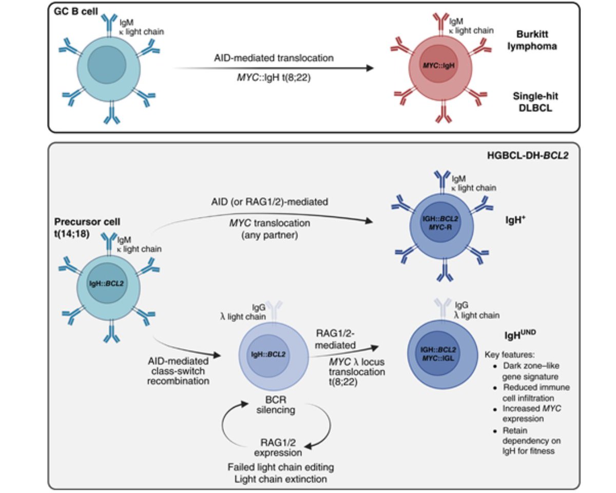 BCD_AACR's tweet image. The Silence of the Lambdas: Hidden Complexities in the Evolution of Double-Hit Lymphomas brnw.ch/21wTZcq