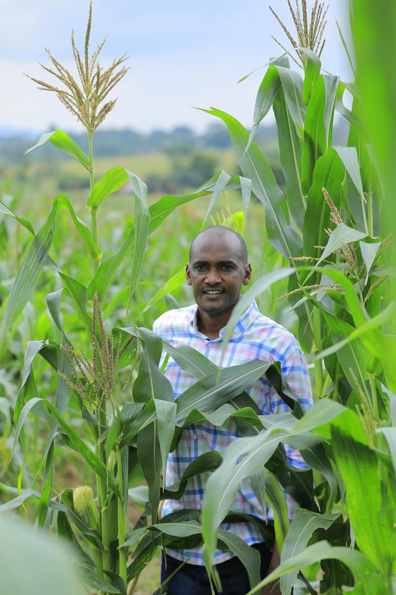 MAAIF_Uganda's tweet image. Crop sub-sector #MAAIFAdvisory: As a farmer, you should not only select the best enterprise but also pick the best varieties.
A copy of the Maize value chain manual with such advisory and more, can be accessed via the following link:
🔗agriculture.go.ug/wp-content/upl…
@FrankTumwebazek