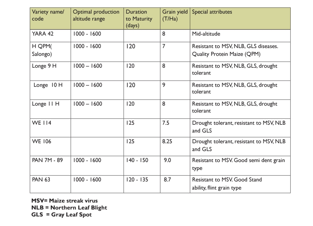 MAAIF_Uganda's tweet image. Crop sub-sector #MAAIFAdvisory: As a farmer, you should not only select the best enterprise but also pick the best varieties.
A copy of the Maize value chain manual with such advisory and more, can be accessed via the following link:
🔗agriculture.go.ug/wp-content/upl…
@FrankTumwebazek