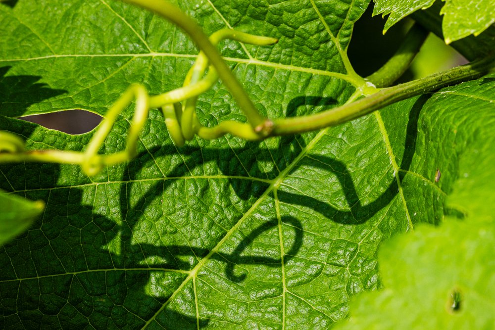[VIGNOBLE/ VINEYARDS] Retour en images sur le travail de relevage effectué en Juin dans les vignes de Côte-Rôtie 🤩☀ Flashback to the work done last month in Côte-Rôtie vineyards. #rhonevalleywines #guigal #coterotie

📷 Stéphane Chalaye Photographie