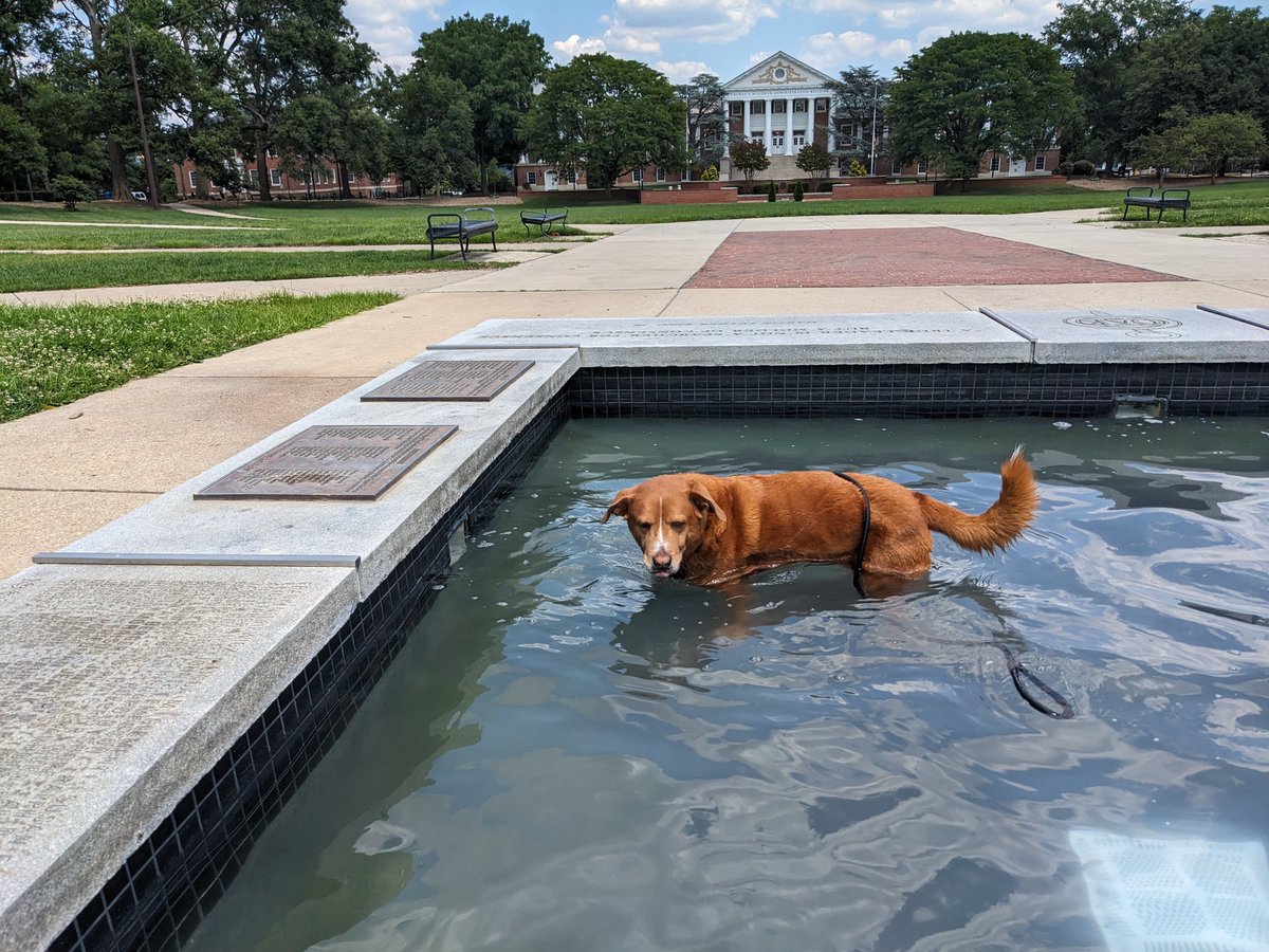 UMD Entomology tweet media