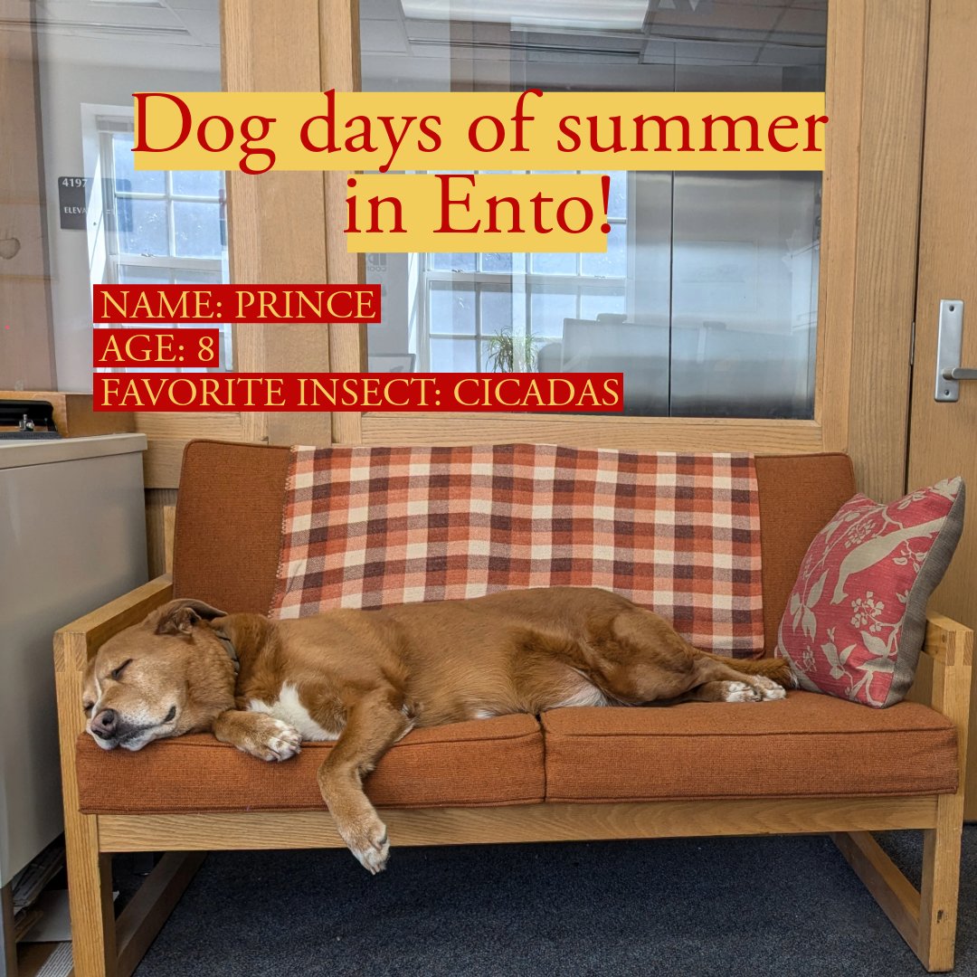 UMD Entomology tweet media