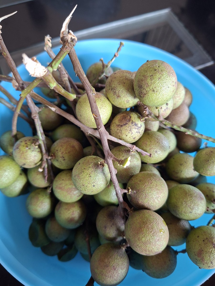 kibou1807's tweet photo. Amo vivir en el campo #Mamones a ustedes les gusta ácidos o dulces? 🤔
A mi ácidos 🤪 https://t.co/vPnpTNEjxA