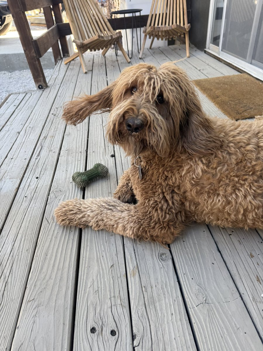 gm from Shaggy