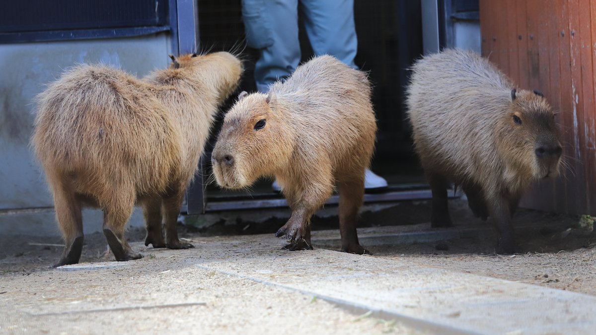 颯爽と 出勤おばちゃんトリオ
#カピバラ #八木山動物公園 #仙台 #capybara