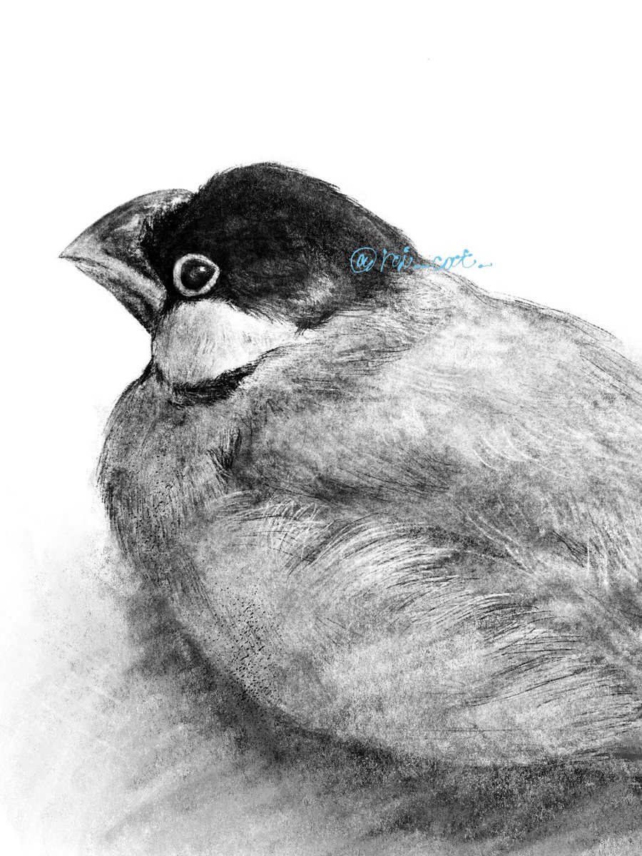 roi_cat_'s tweet photo. デッサン　文鳥🪽
お顔好きすぎる
#イラスト https://t.co/LWsWt9nWeA