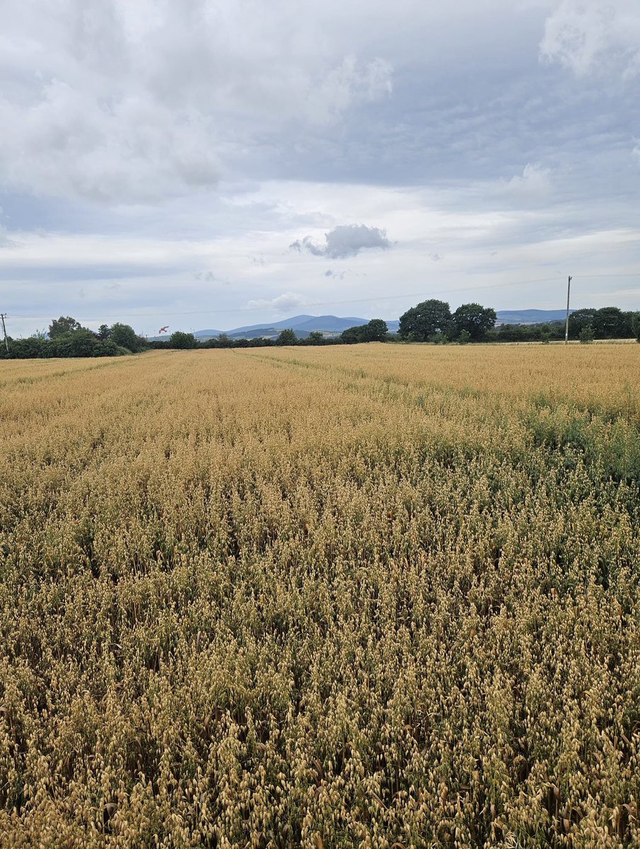 Crop Update from Glenn | October-sown Enya oats coming along nicely in the Enniscorthy area. Great to see strong, even growth as they begin to turn – harvest not too far away now! 👨‍🌾🌤️ #CooneyFurlongGrain #CropUpdate