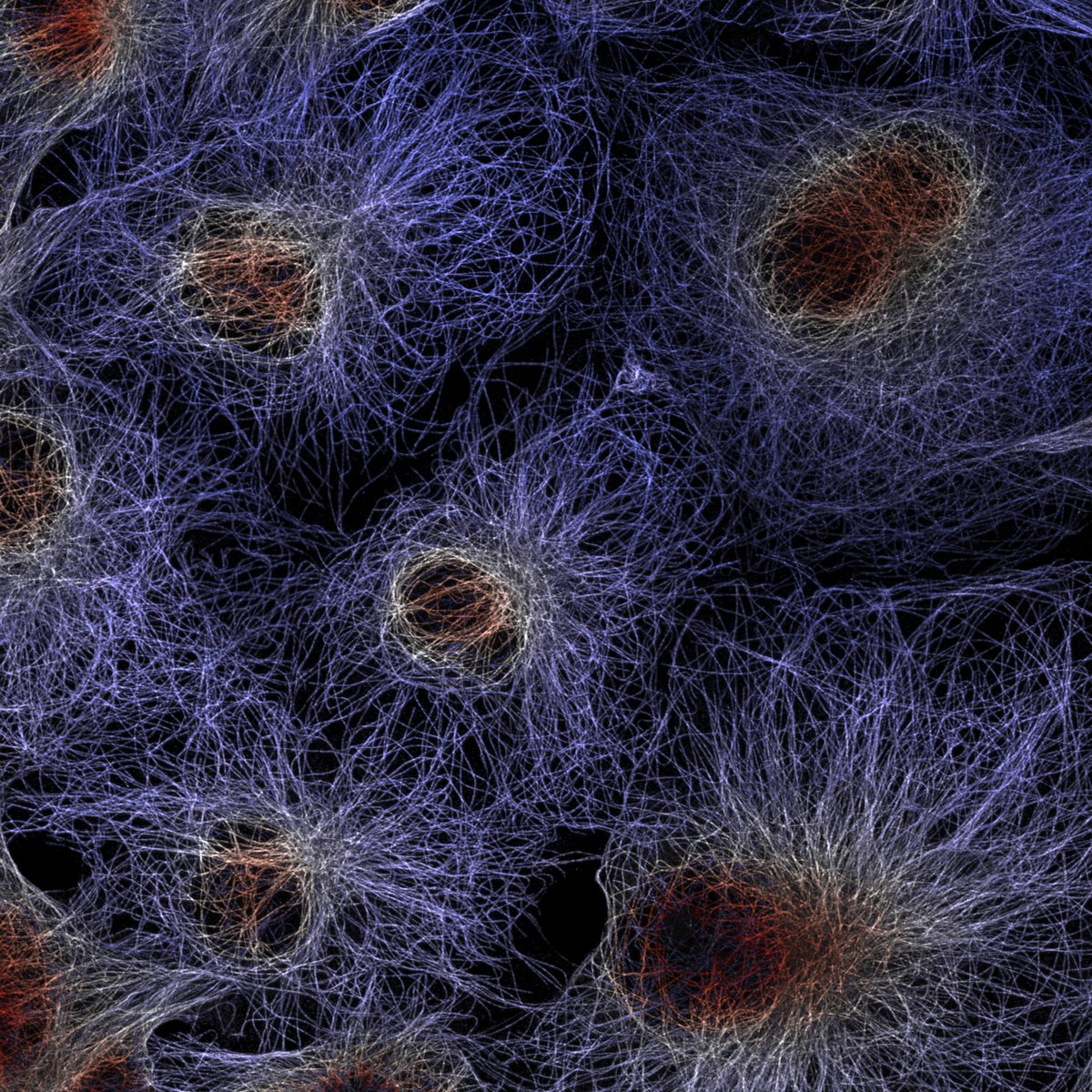 HHMINEWS's tweet image. Andy Moore at @HHMIJanelia created this image to visualize the organization of microtubules in several adjacent cells. Like a spider web, cells use a network of molecular “highways” called microtubules to move cellular and molecular components around.
Images like this can…