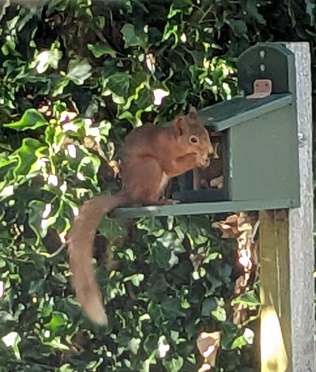 Lakes_Graham's tweet image. After missing for 4 years, a red squirrel has come back to the garden 😁