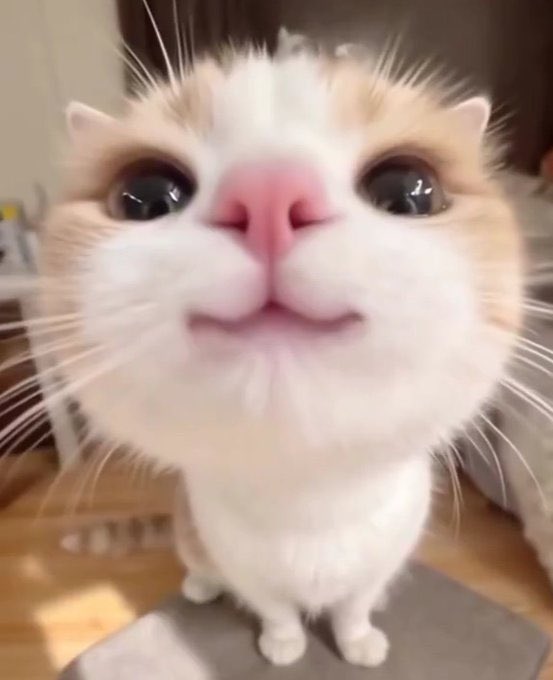 テリヤキバーガー単品とダブル肉厚ビーフのセット一つ！ﾊｲｯ!あ、飲み物はコーラでポテトは揚げたてでお願いします！以上で！