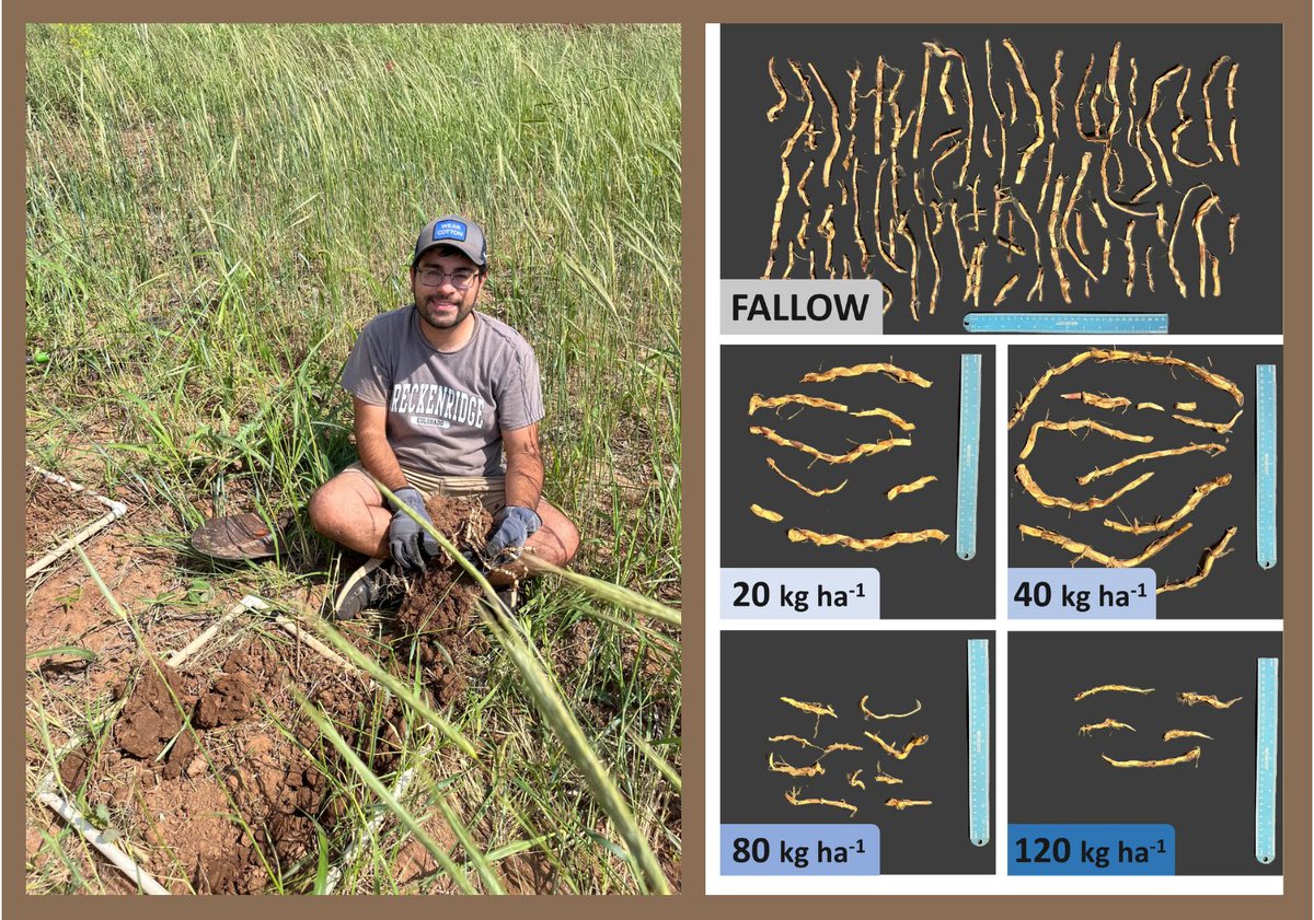 GetRidOfWeeds's tweet image. Underground Warfare! Cereal rye cover crops may be battling johnsongrass by suppressing the weed's belowground rhizome production, according to preliminary results from a new Texas study.
Learn more about this promising cover crop research from @TAMUWeedNinjas &…