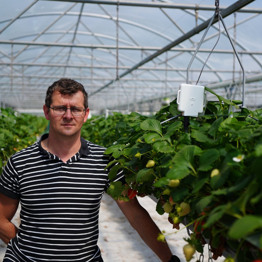AgriSoundTech's tweet image. ๐ฅ๏ธ Scotlandโs low sunlight slows pollinators- even in glasshouses impacting berry yields. ๐
Weโre working with @SeahillsF, @HelloBerryWorld grower to see how pollination data can help growers adapt and boost production.
#PollinationMatters #AgTech #ScotlandGrows