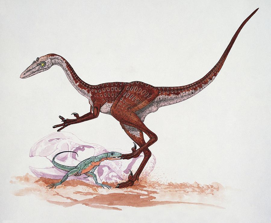 dinonostalgia's tweet image. Borogovia, named after the fantasy avian creatures known as "borogoves" in the Lewis Carroll poem "Jabberwocky", was a troodontid dinosaur from the Late Cretaceous of Mongolia.
It lived 70 million years ago and could grow to 2 meters in length.