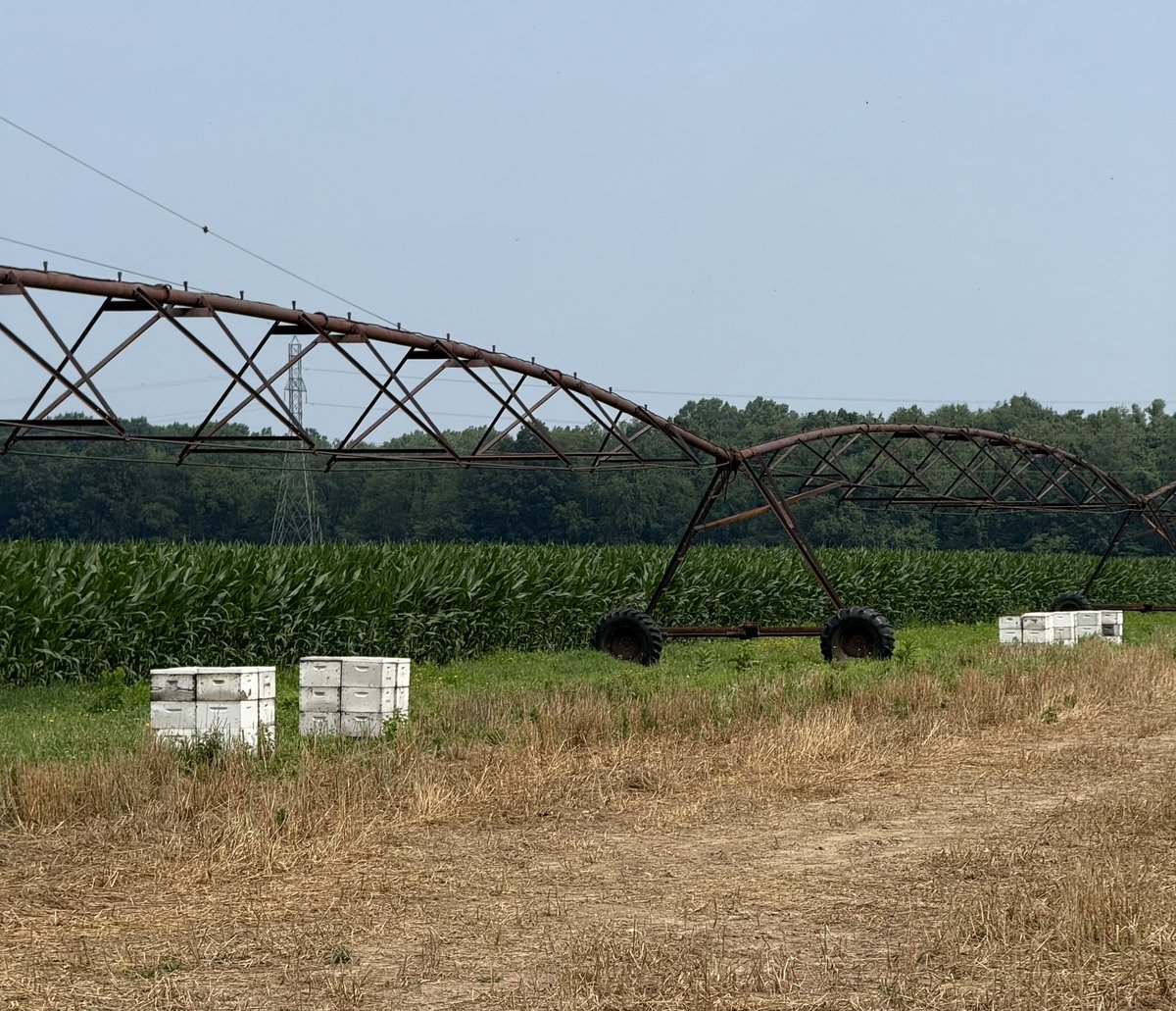 Drove by some “raw honey” hives by glyphosate coated GMO crops lol. What are we doing in America 🤦🏻‍♀️