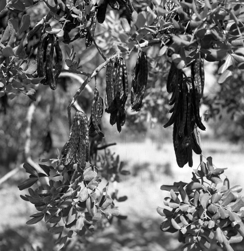 «Quan veig un arbre, per exemple un garrofer, sento que l’arbre em parla. Té ulls. Hi pots parlar.» 🌳👁️

Joan Miró va voler tocar sempre de peus a terra, sentint un vincle profund amb la natura i amb la part més primigènia del món. A Mont-roig, per exemple, hi tenia un vincle