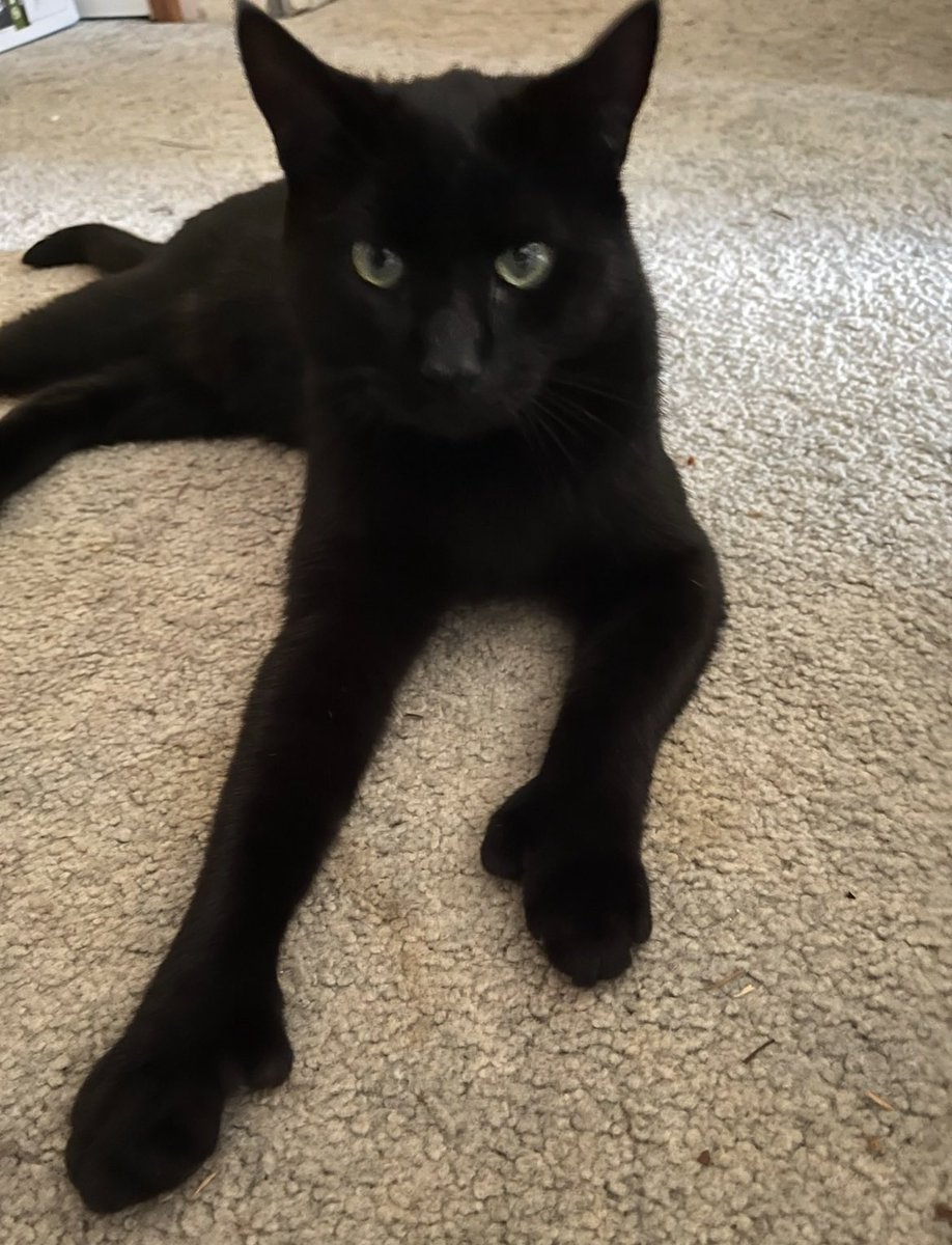 BootsBinx's tweet image. Me, Boots, showing off my big, polydactyl mittens once again! 😹🐈⬛🐾🐈⬛😹