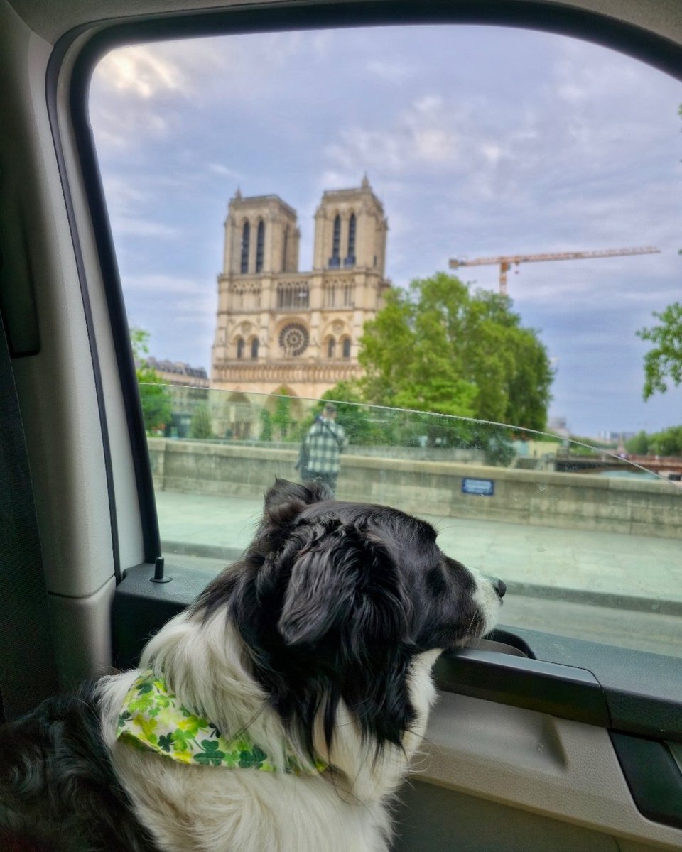 When your travel buddy has four paws and a nose for adventure 🇫🇷

📸 James O'Donnell Photography