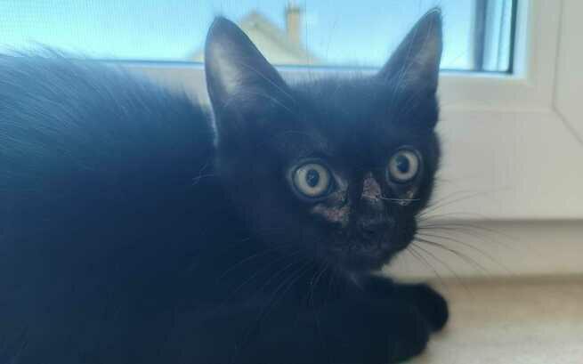 Przekonałam się ostatnio,że ludzie odwracają wzrok i ignorują takie dramaty😓Tutaj jednak znalazł się ktoś kto usłyszał płacz 3 kocich sierot i nie został obojętny♥️Potrzebne jest wsparcie aby zapewnić dzieciakom zdrowy start w nowe życie.Liczy się każda wpłata i udostępnienie👇