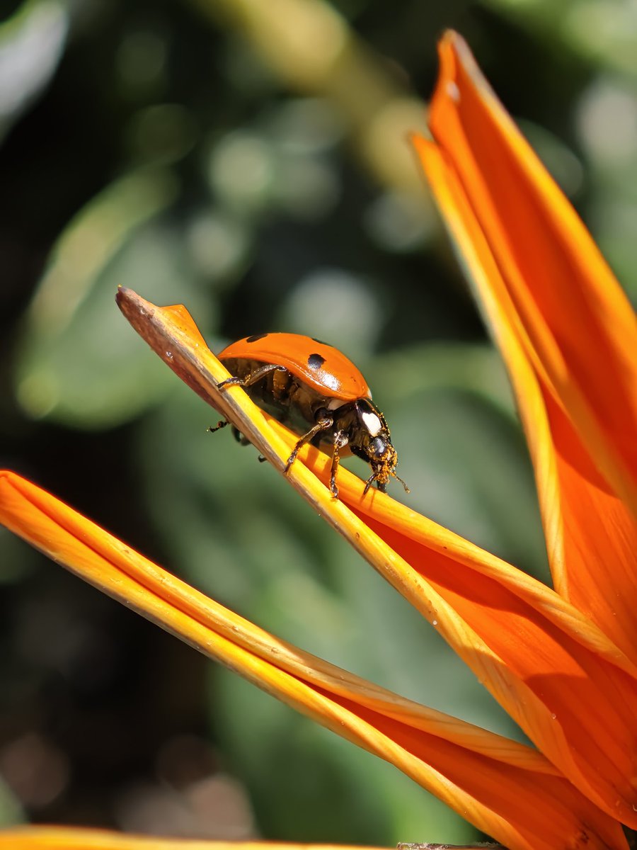 JowenBaxter's tweet image. Some pictures shot on the Xiaomi 15 Ultra 🐞📸
#tech #technology #android #mobilephotography #photography #photoediting #adobelightroom #XiaomiFans #techtwitter
@XiaomiUK @Xiaomi @XuFei_Xiaomi @Leica_UK @leica @leijun @Snapdragon @snapdragon_uk @Android @GoogleUK @Google