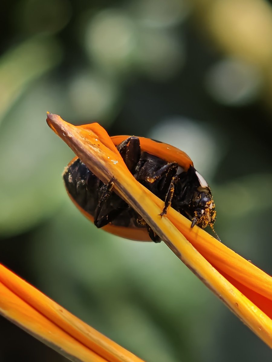 JowenBaxter's tweet image. Some pictures shot on the Xiaomi 15 Ultra 🐞📸
#tech #technology #android #mobilephotography #photography #photoediting #adobelightroom #XiaomiFans #techtwitter
@XiaomiUK @Xiaomi @XuFei_Xiaomi @Leica_UK @leica @leijun @Snapdragon @snapdragon_uk @Android @GoogleUK @Google