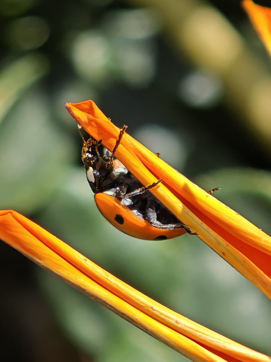JowenBaxter's tweet image. Some pictures shot on the Xiaomi 15 Ultra 🐞📸
#tech #technology #android #mobilephotography #photography #photoediting #adobelightroom #XiaomiFans #techtwitter
@XiaomiUK @Xiaomi @XuFei_Xiaomi @Leica_UK @leica @leijun @Snapdragon @snapdragon_uk @Android @GoogleUK @Google